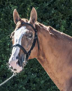 Babalou de Ligny