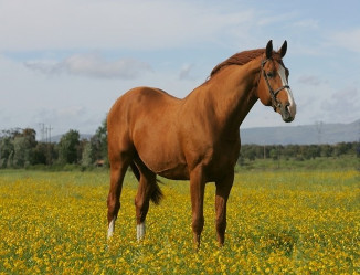 Ksar Sitte