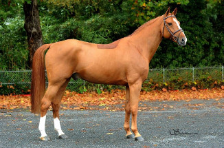 Old Chap Tame