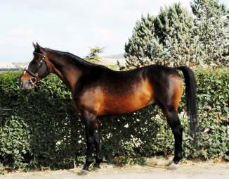 Pantuosco